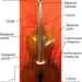 Double bass: description of the instrument, composition, history, sound, use