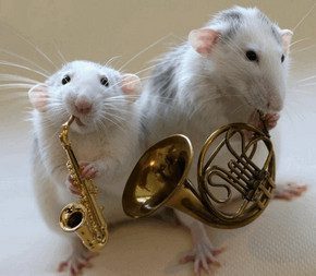 Animals and music: the influence of music on animals, animals with an ear for music